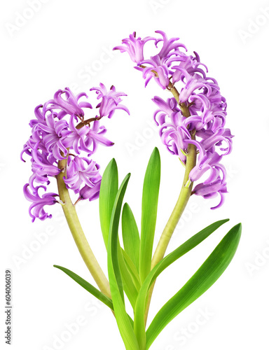 Purple hyacinth flowers and...