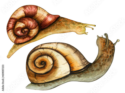 Watercolor snail animal isolated on white background. Hand painted illustration for the design of stationery, posters, wallpaper. Wildlife clip art for print, fabric or background