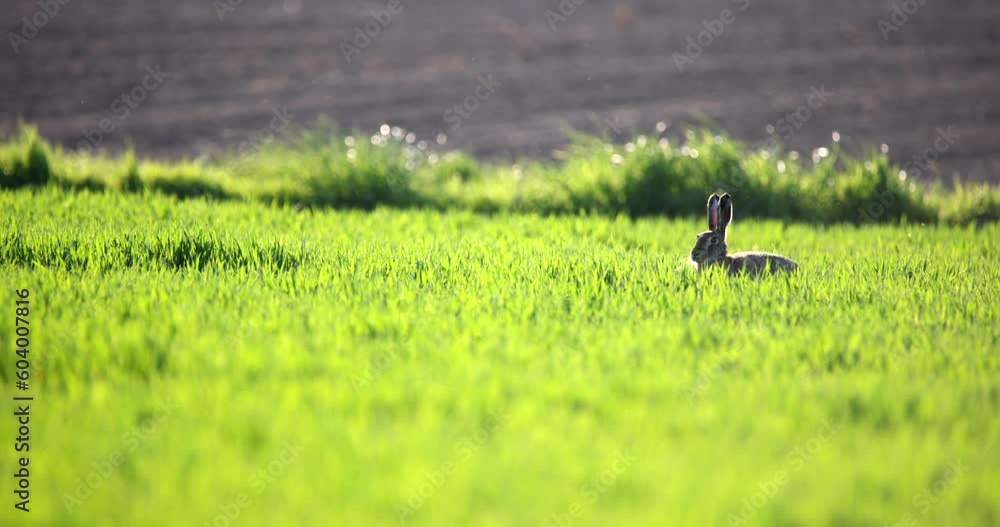 European Hare Lepus Europaeus brown animal sitting in the middle of a meadow hidden in grass and jumping forward slow motion windy weather. Wildlife European Hare Lepus Europaeus brown animal sitting in the middle of a meadow hidden in grass and jumping forward slow motion windy weather. Wildlife