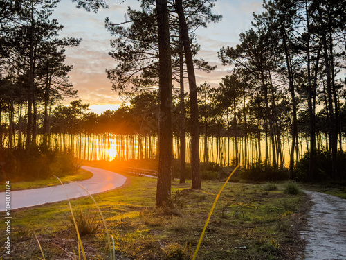 Sun shining over road, path, walkway through pine forest. Sunset over the trees near the atlantic coast in Maceda, Ovar, Portugal. photo