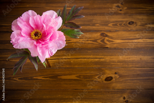 beautiful pink big tree peony flower on wooden background © Peredniankina