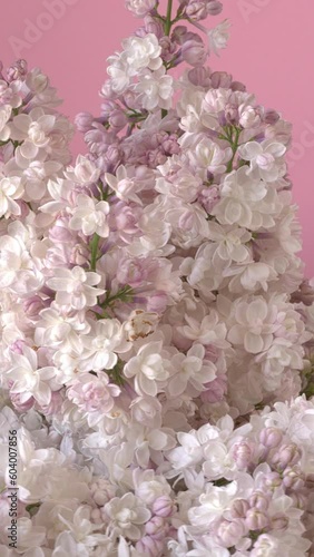 Wallpaper Mural Pearl pink lilac (Syringa vulgaris) Beauty of Moscow or Krasavitsa Moskvy cultivar. Table spin, seamless loop. Vertical video. Torontodigital.ca