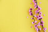 Couple of flowering branches with a lot of white-pink blossoms on yellow background. Rustic composition with spring flowers. Close up, copy space for text, top view.