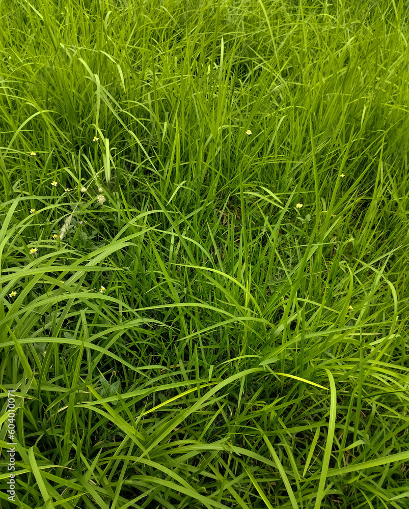 green grass background, grass in the garden green grass background, grass in the garden