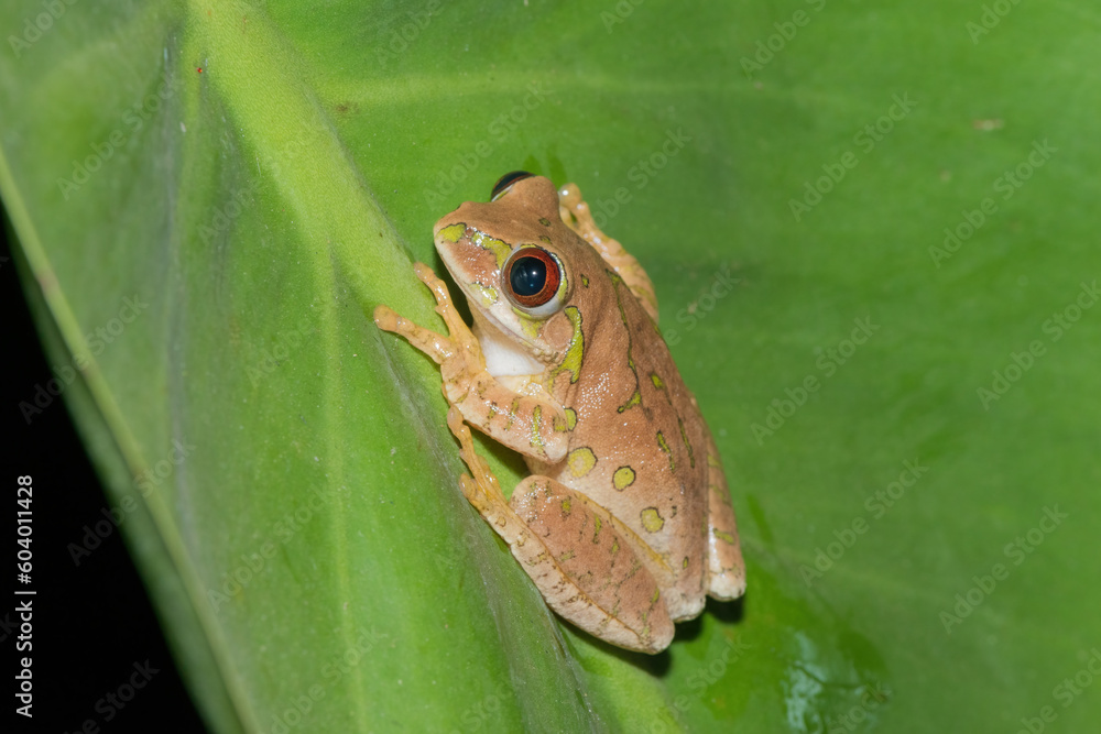 Obraz premium Natal Forest Tree Frog (Leptopelis natalensis)
