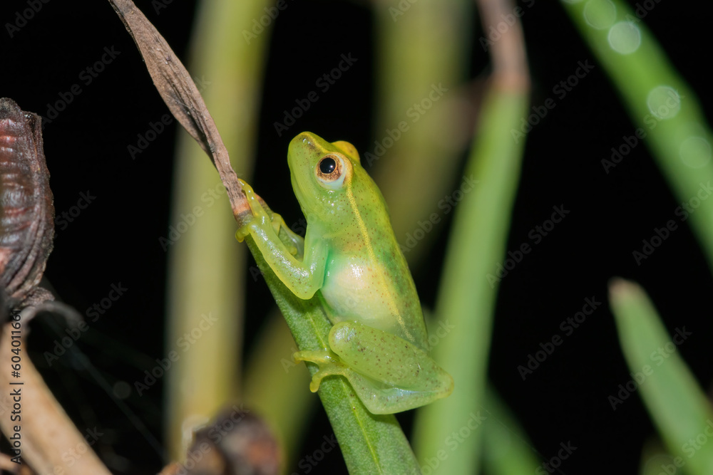 Water Lily Reed Frog (Hyperolius pusillus) Water Lily Reed Frog (Hyperolius pusillus)
