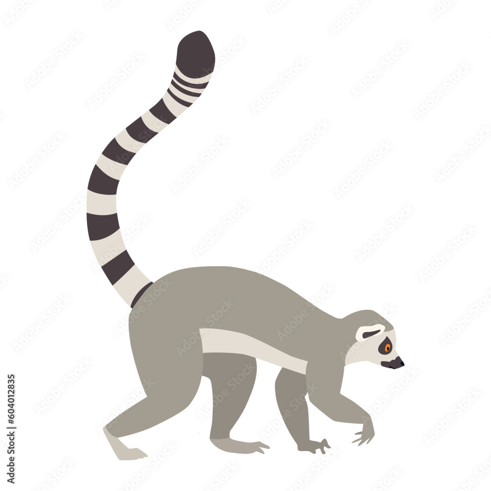 Animal illustration. Walking ring tailed lemur drawn in a flat style. Isolated objects on a white background. Vector 10 EPS - obrazy, fototapety, plakaty 