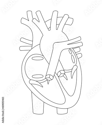 Structure of Human Heart. Black and white illustration (outline).