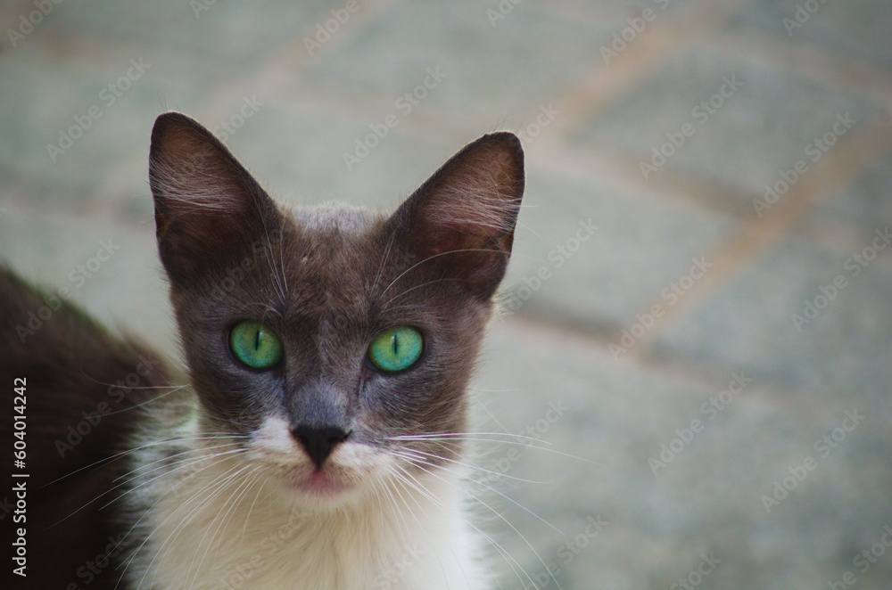 A cute cat with green eyes looks at the photographer somewhat wary