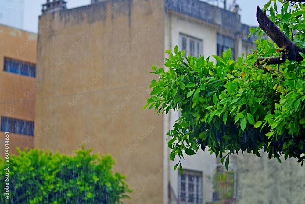 A tree on the street on which large blurry drops fall during the long-awaited heavy rain on urban background