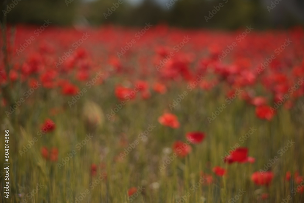 Poppies in a Field in Provence, France Poppies in a Field in Provence, France