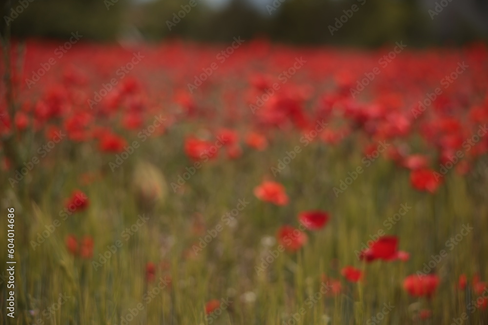 Poppies in a Field in Provence, France