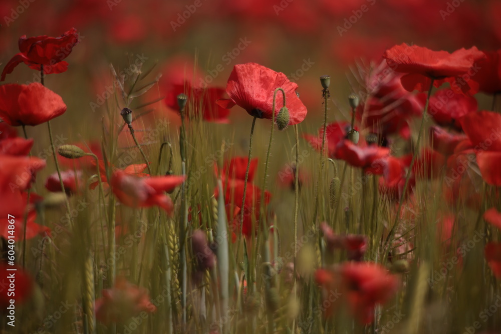 Fototapeta premium Poppies in a Field in Provence, France