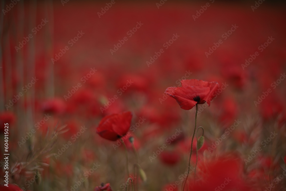 Fototapeta premium Poppies in a Field in Provence, France