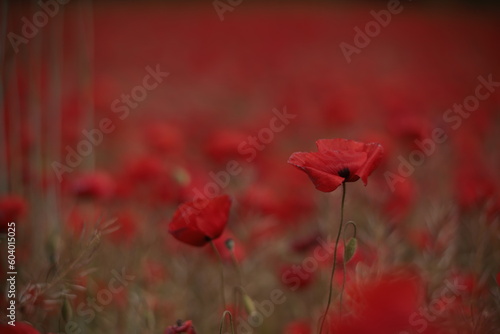 Poppies in a Field in Provence, France