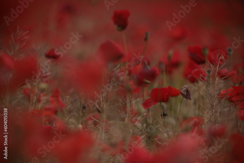 Poppies in a Field in Provence, France