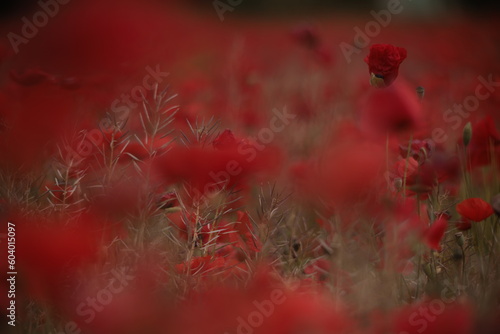 Poppies in a Field in Provence, France