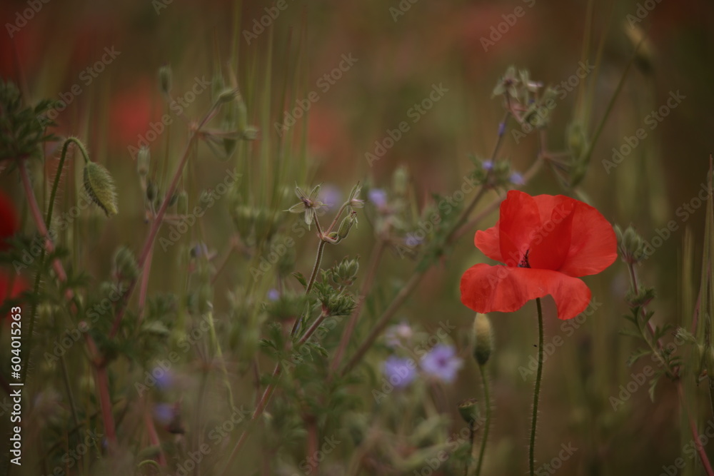 Naklejka premium Poppies in a Field in Provence, France
