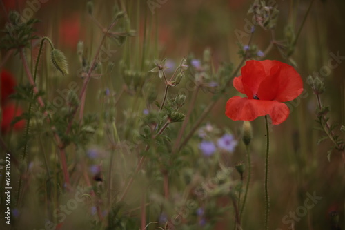 Poppies in a Field in Provence, France