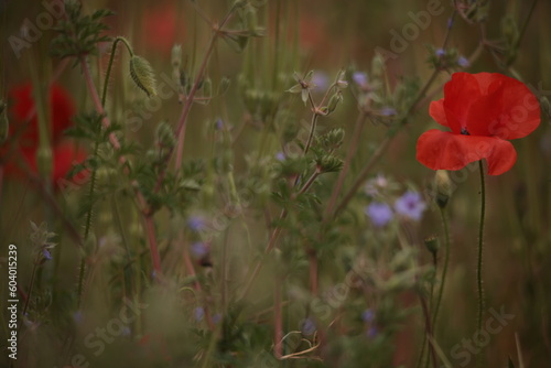 Poppies in a Field in Provence, France