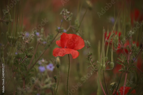 Poppies in a Field in Provence, France