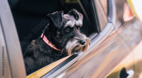 Miniature schnauzer sits in the car and waits for the owner. Mini schnauzer, salt and pepper, black and silver dog.