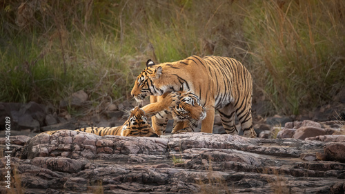 Wild tiger in the nature habitat. Tigers walking during the golden light time. Wildlife scene with danger animal. Hot summer in India. Dry area with beautiful indian tiger, Panthera tigris tigris.