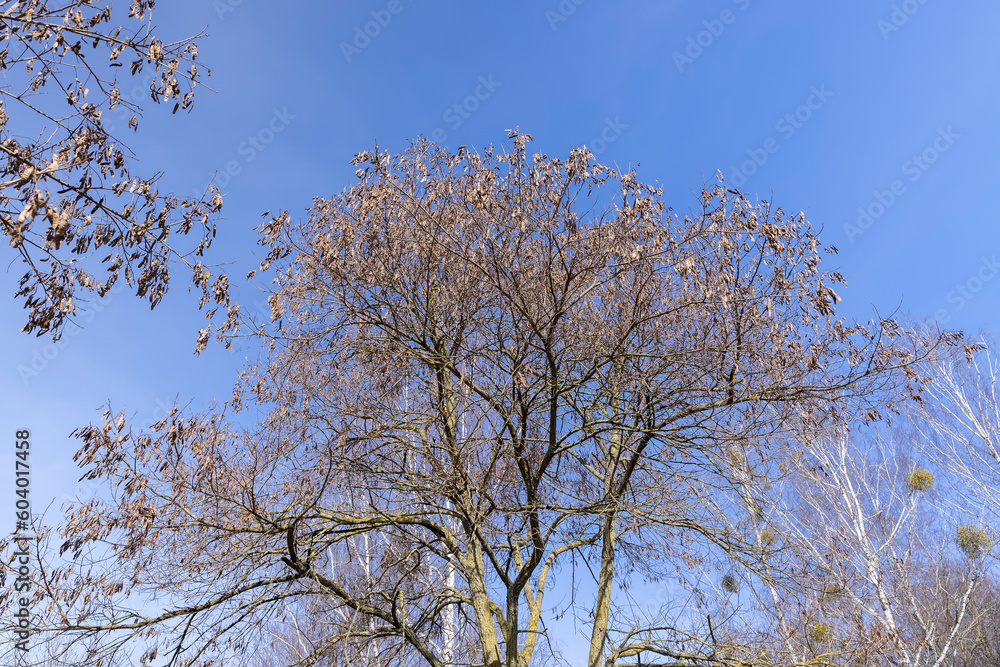 Maple tree branches in the park in spring sunny weather Maple tree branches in the park in spring sunny weather