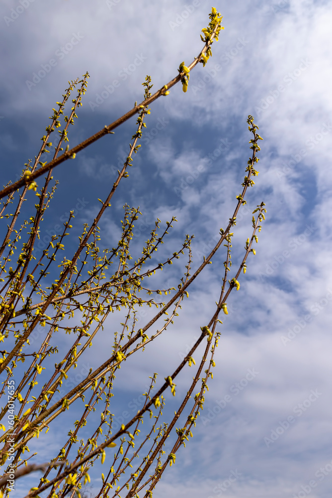 a shrub during flowering with yellow flowers in the spring season a shrub during flowering with yellow flowers in the spring season