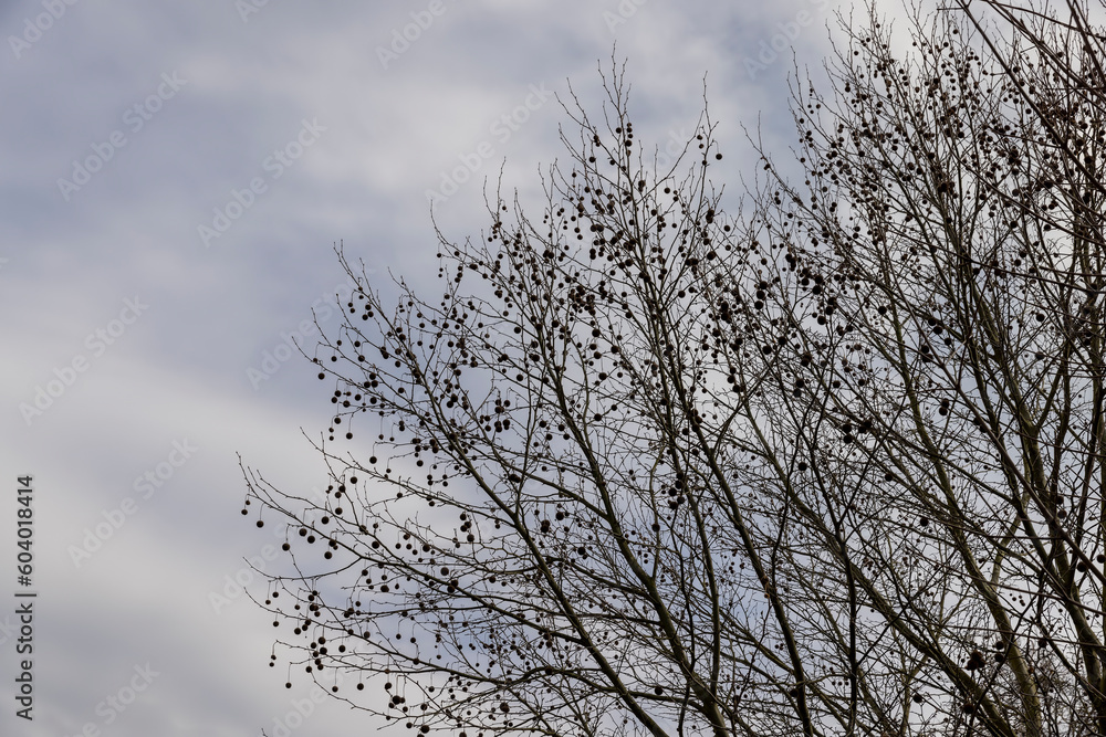 sycamore tree in sunny weather in early spring sycamore tree in sunny weather in early spring