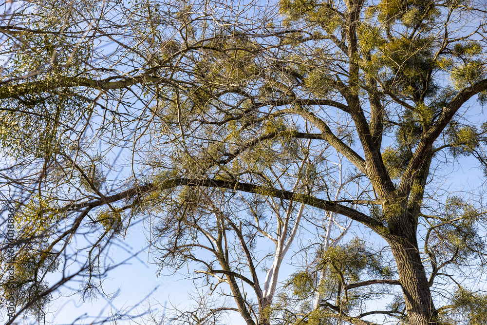 deciduous trees in winter during the day in sunny weather deciduous trees in winter during the day in sunny weather
