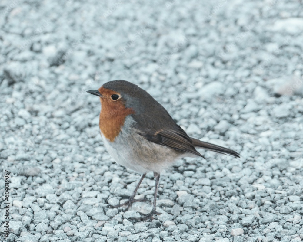 Obraz premium Rotkehlchen