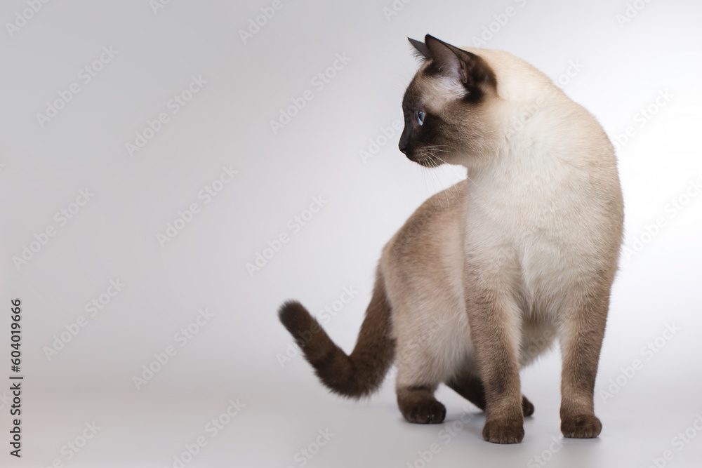 Nice adult male Thai cat posing on background in studio Nice adult male Thai cat posing on background in studio