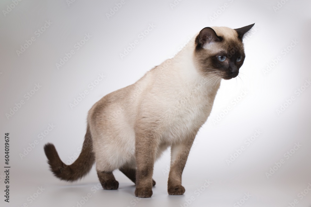 Nice adult male Thai cat posing on background in studio Nice adult male Thai cat posing on background in studio