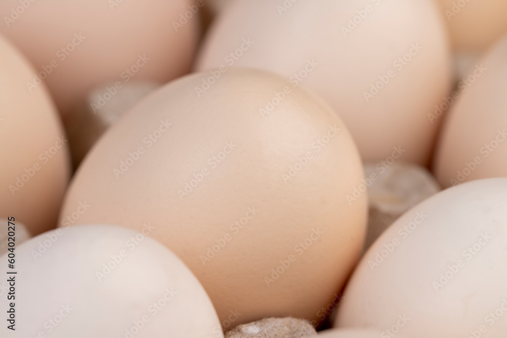Tray with a large number of white chicken eggs Tray with a large number of white chicken eggs