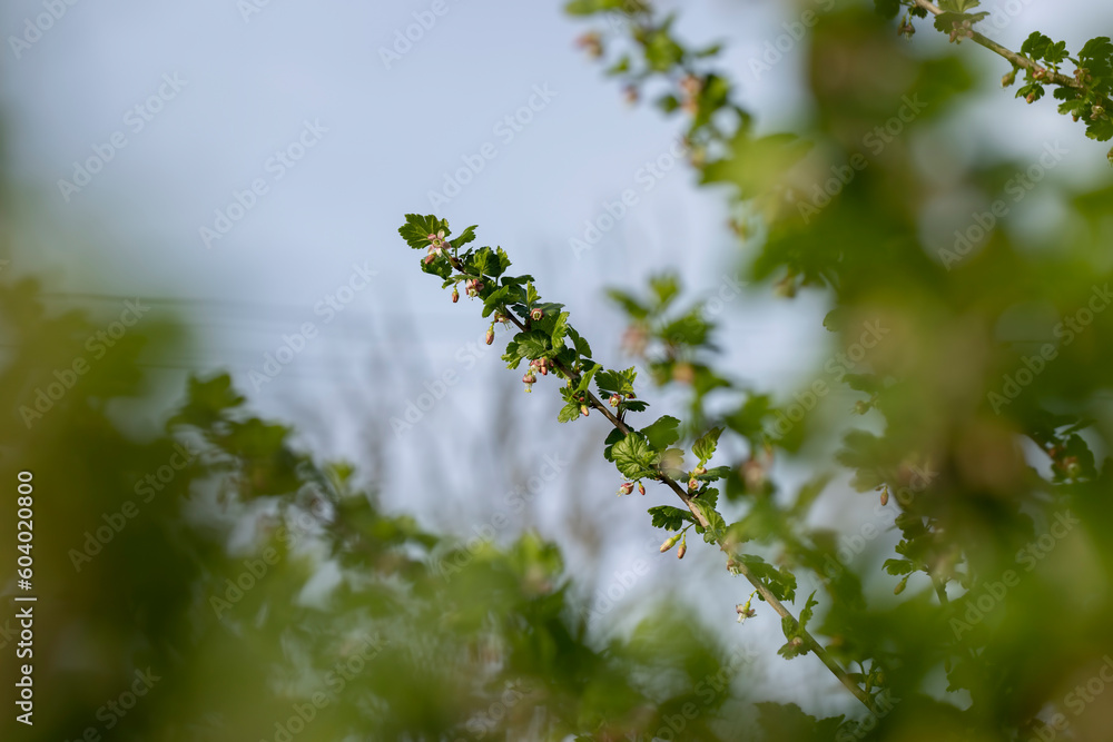 Fototapeta premium small flowers on gooseberry bushes in spring