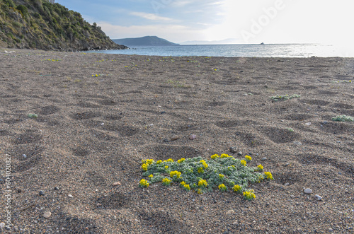 coastal medick (Medicago marina) yellow flowers on Tuzla Beach near Kucukbahce (Karaburun, Izmir province, Turkiye) photo