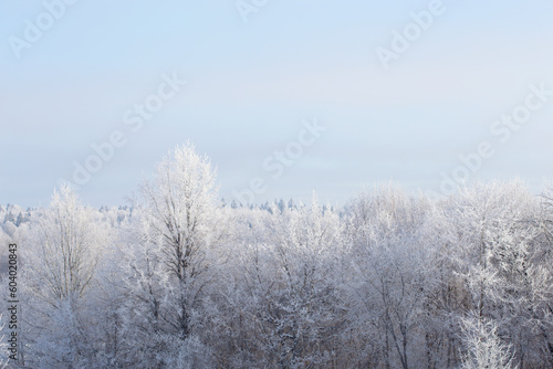 Picturesque and gorgeous winter scene. Winter landscape