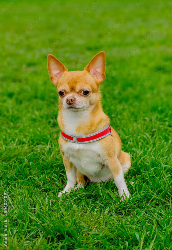 Red-haired dog of the Chihuahua breed sits on the grass