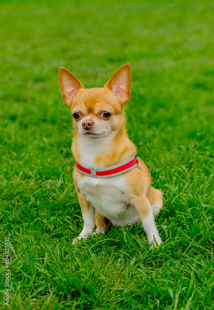 Red-haired dog of the Chihuahua breed sits on the grass Red-haired dog of the Chihuahua breed sits on the grass