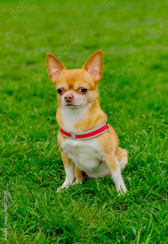 Red-haired dog of the Chihuahua breed sits on the grass