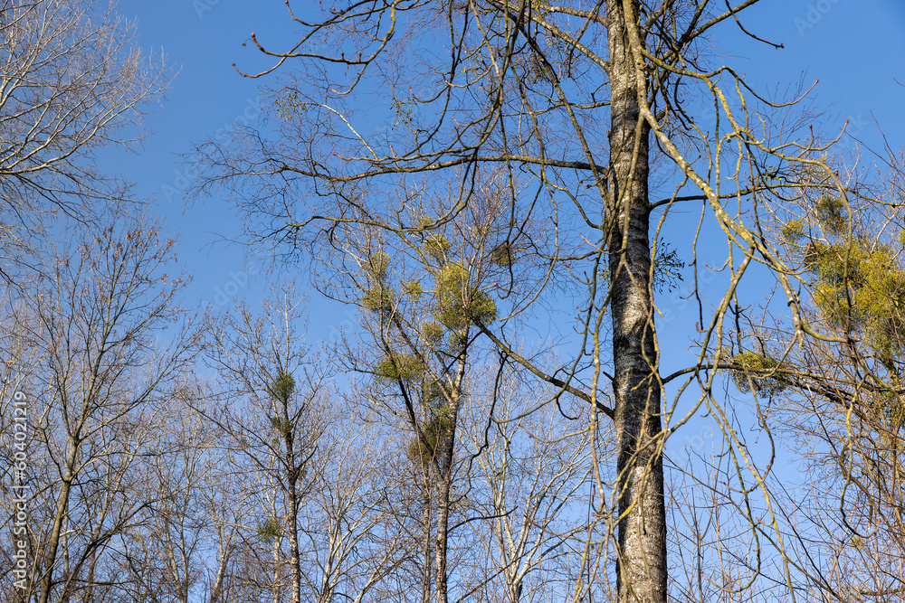 Fototapeta premium Trees covered with the mistletoe parasite in early spring