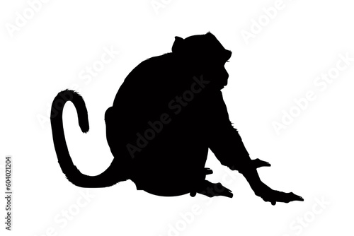 Photography Monkey silhouette isolated on a white background