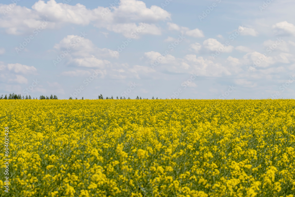 Fototapeta premium beautiful blooming rapeseed flowers in spring