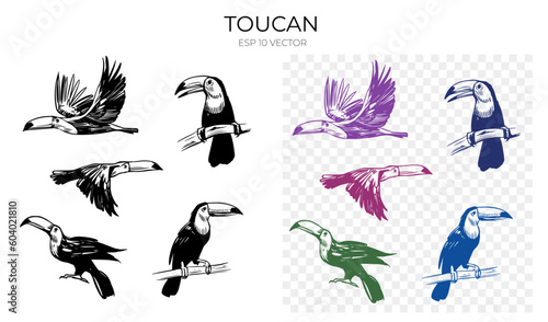 Toucan vector sketch illustration. Set of hand drawn tropical bird. Black outline, shape