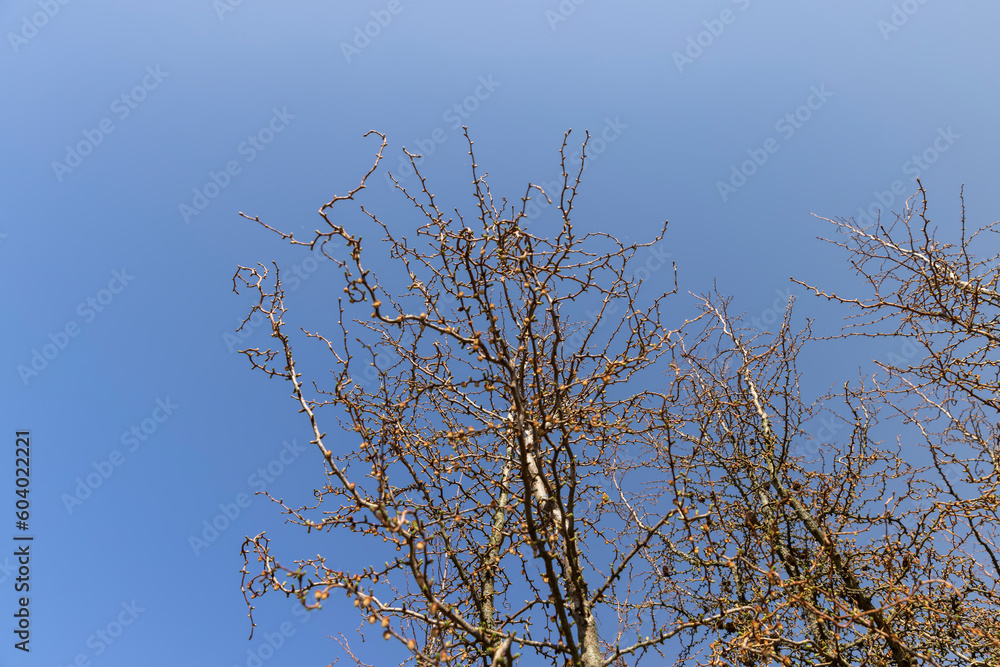 larch tree in sunny weather in early spring larch tree in sunny weather in early spring