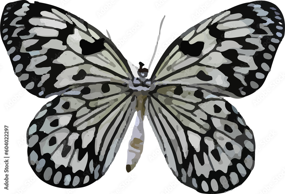 butterfly isolated on white butterfly isolated on white