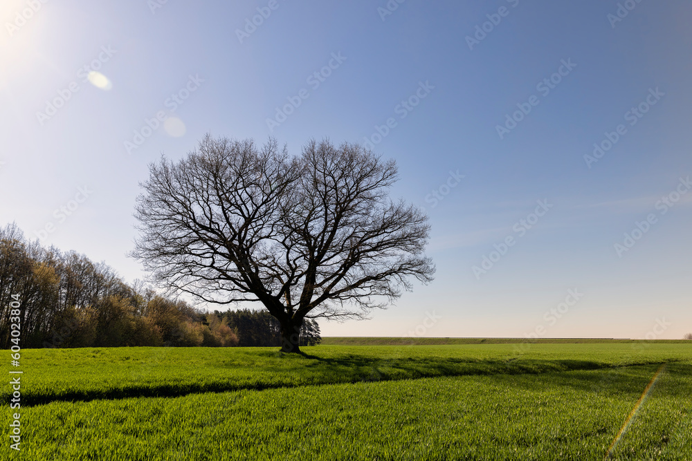 Fototapeta premium lonely growing oak without foliage in sunny weather