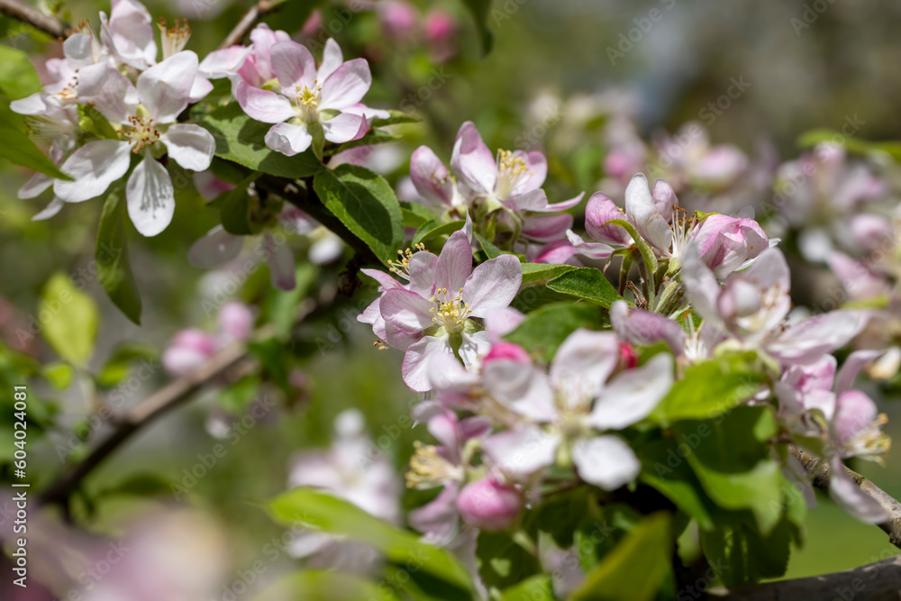 white and pink apple blossoms during spring flowering white and pink apple blossoms during spring flowering