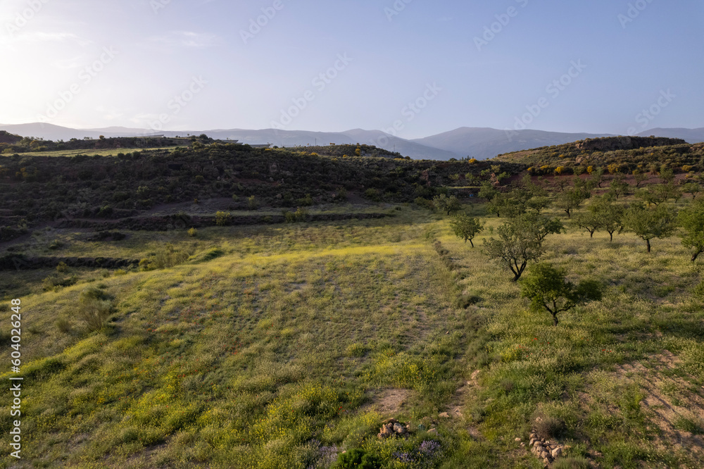 Grass meadow with yellow flowers in the south of Granada Grass meadow with yellow flowers in the south of Granada